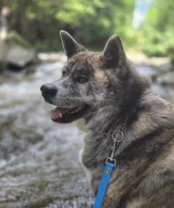 Polostahovací obojek z materiálu Hexa