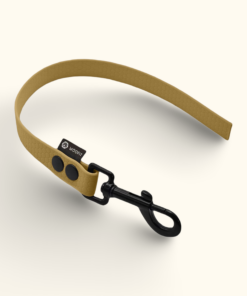 Couračka Field: Zlatá